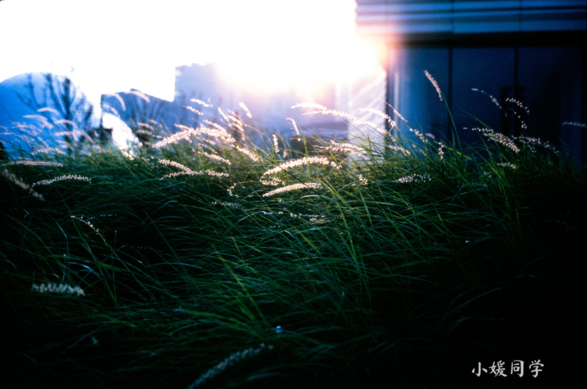 Photo captured using Artizlab Classic 35mm lens, showing natural color rendering with film-like texture and atmospheric depth