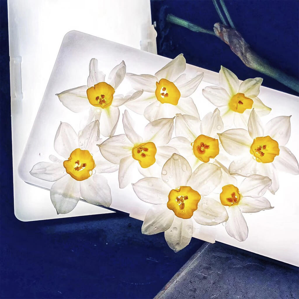 iwata GL-01 in flower photography